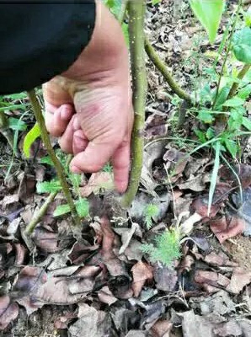 嫁接梨树苗砀山白酥梨树苗梨子树苗南方北方种植