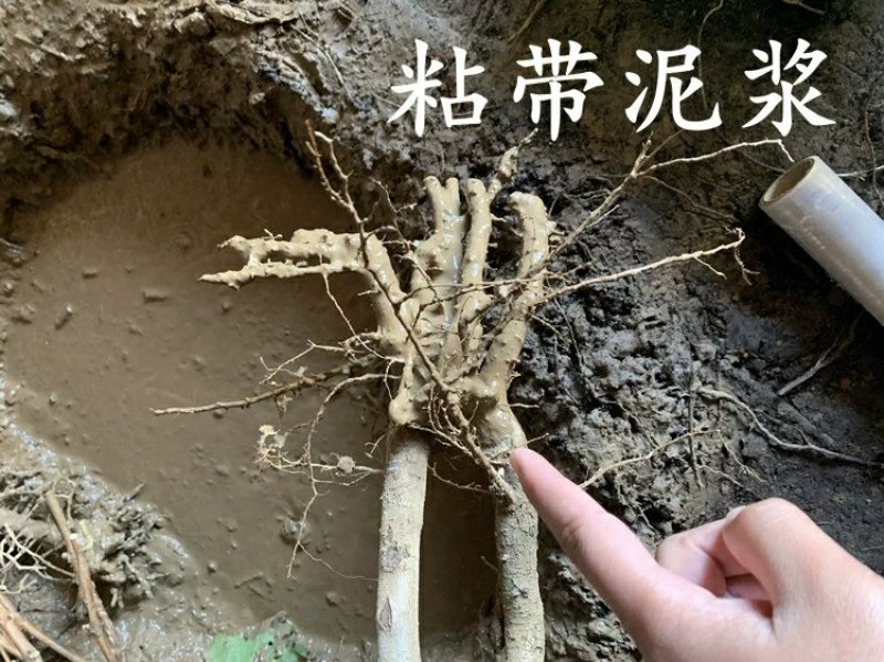 嫁接梨树苗砀山白酥梨树苗梨子树苗南方北方种植