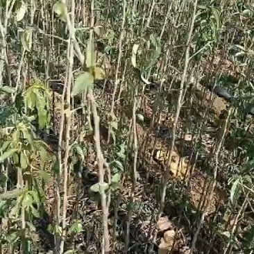 皱皮木瓜树苗