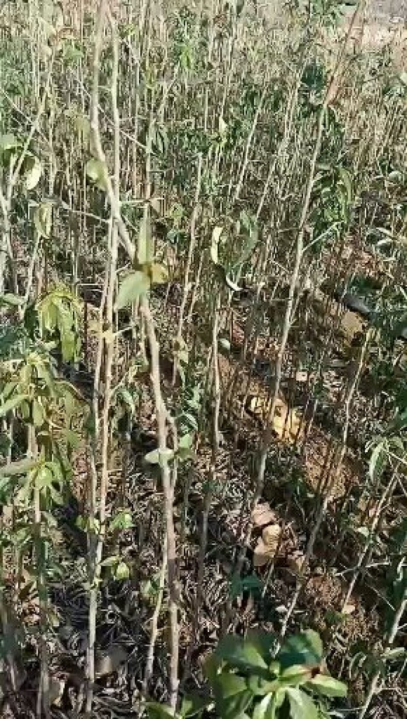 皱皮木瓜树苗