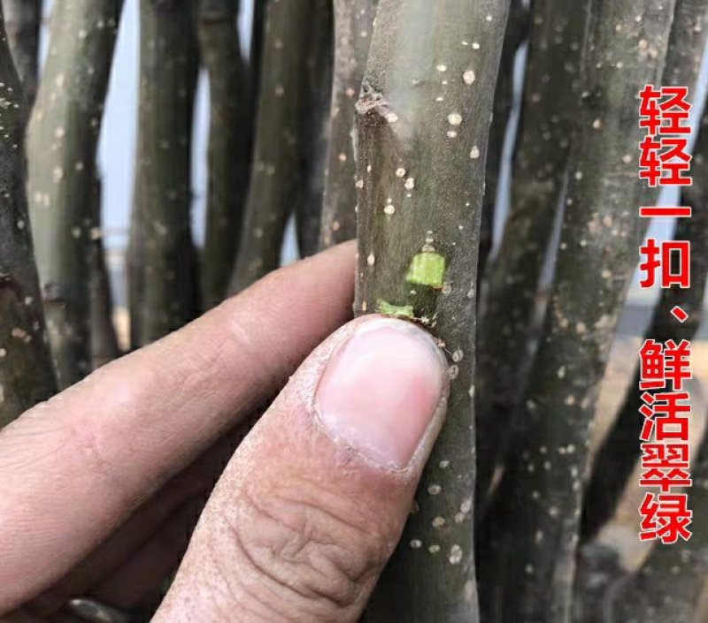 秋月梨树苗嫁接梨苗当年结果金秋蜜梨金秋梨树苗南方北方种植