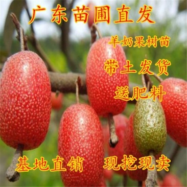 羊奶果树苗羊奶果苗珍贵果树苗水果树苗羊巴奶黑瞎