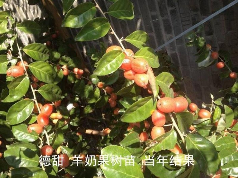 羊奶果树苗羊奶果苗珍贵果树苗水果树苗羊巴奶黑瞎