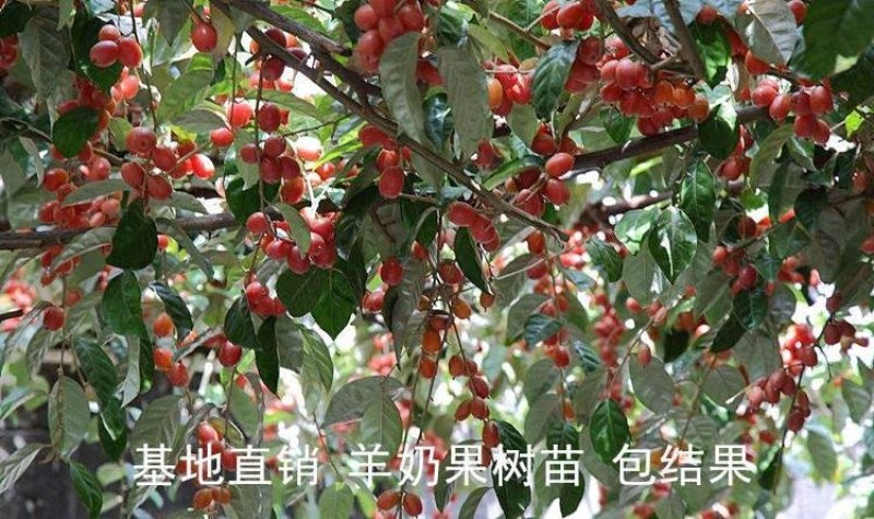 羊奶果树苗羊奶果苗珍贵果树苗水果树苗羊巴奶黑瞎