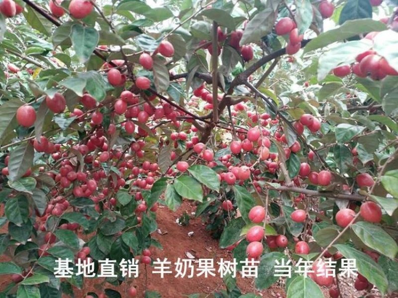 羊奶果树苗羊奶果苗珍贵果树苗水果树苗羊巴奶黑瞎