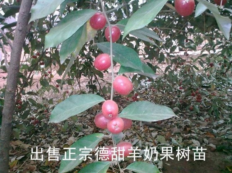 羊奶果树苗羊奶果苗珍贵果树苗水果树苗羊巴奶黑瞎
