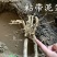 嫁接梨树苗库尔勒香梨树苗新疆香梨果树苗南方北种植