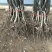 嫁接梨树苗库尔勒香梨树苗新疆香梨果树苗南方北种植