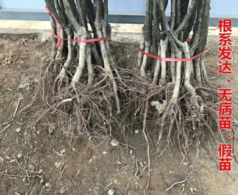 嫁接梨树苗库尔勒香梨树苗新疆香梨果树苗南方北种植