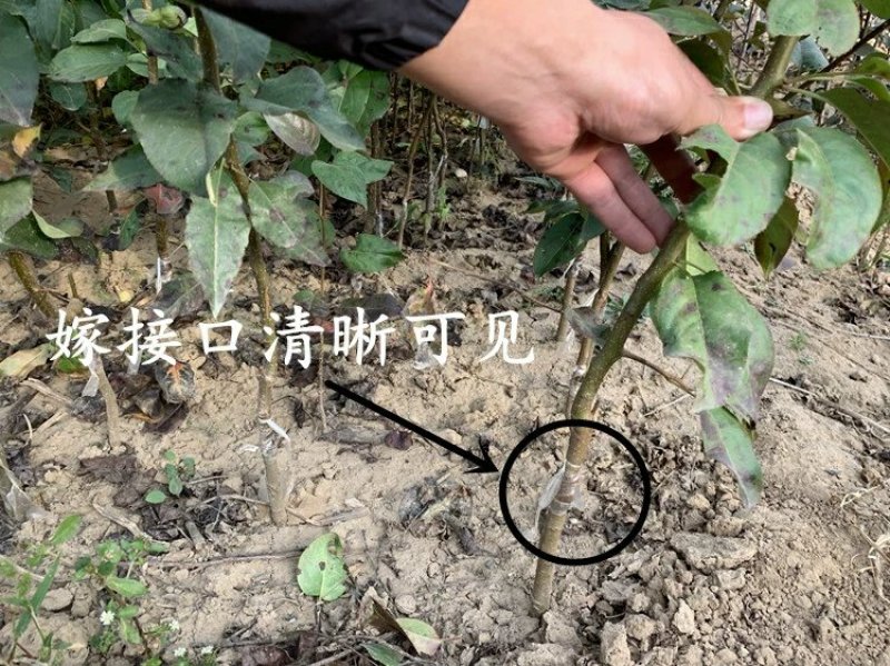嫁接梨树苗库尔勒香梨树苗新疆香梨果树苗南方北种植