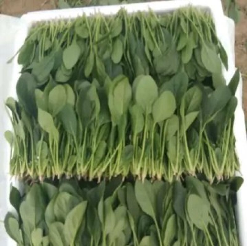 精品菠菜，十五到二十的菠菜，大量上市欢迎全国各地新老客户