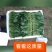 精品菠菜，十五到二十的菠菜，大量上市欢迎全国各地新老客户