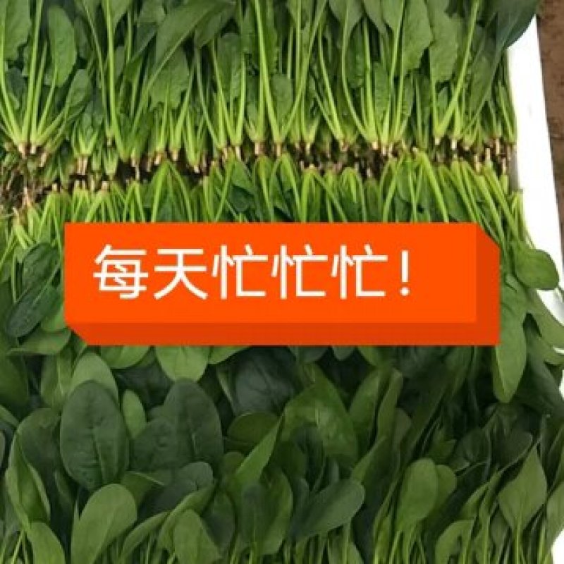 精品菠菜，十五到二十的菠菜，大量上市欢迎全国各地新老客户