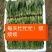 精品菠菜，十五到二十的菠菜，大量上市欢迎全国各地新老客户