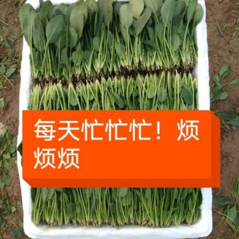 精品菠菜，十五到二十的菠菜，大量上市欢迎全国各地新老客户
