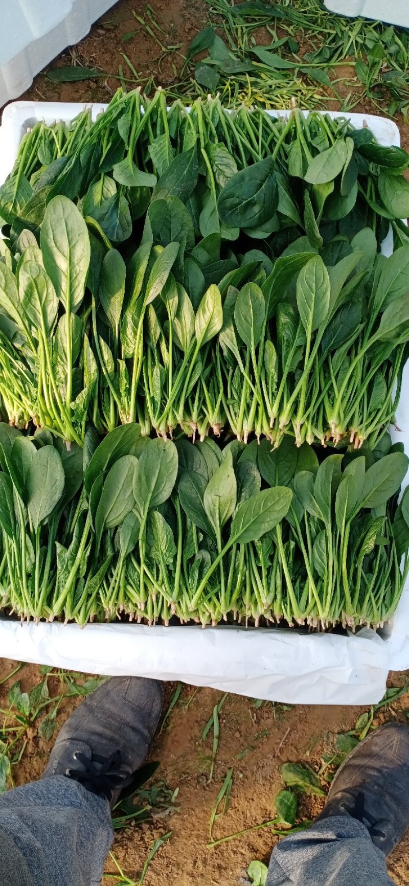 精品菠菜，十五到二十的菠菜，大量上市欢迎全国各地新老客户