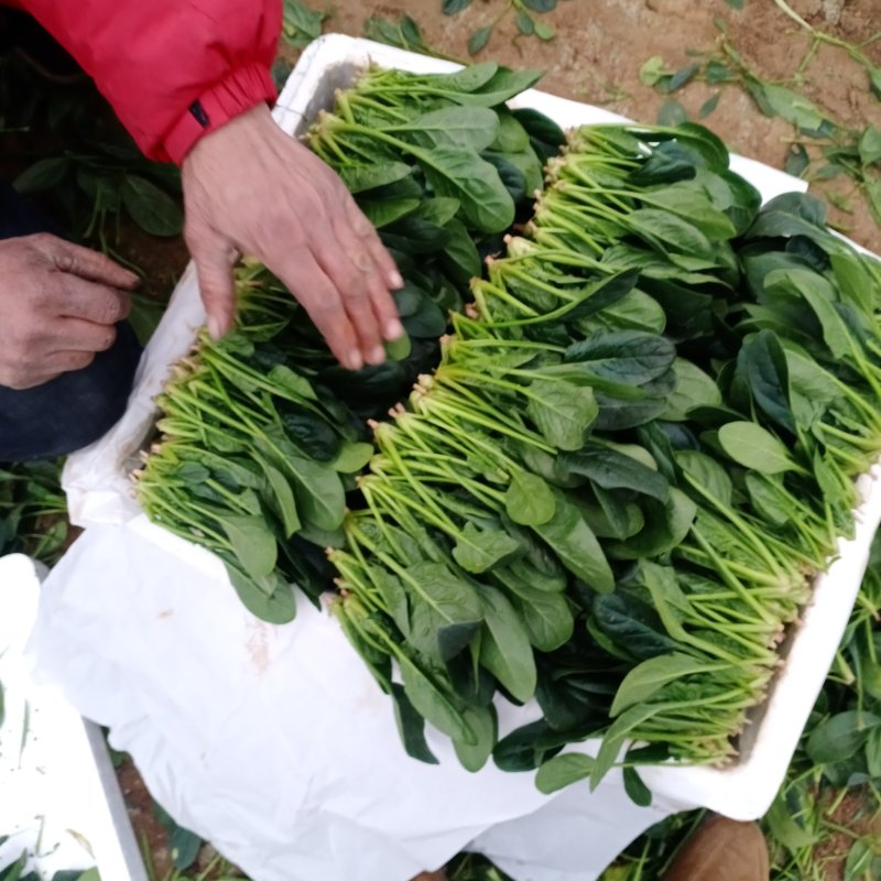 精品菠菜，十五到二十的菠菜，大量上市欢迎全国各地新老客户
