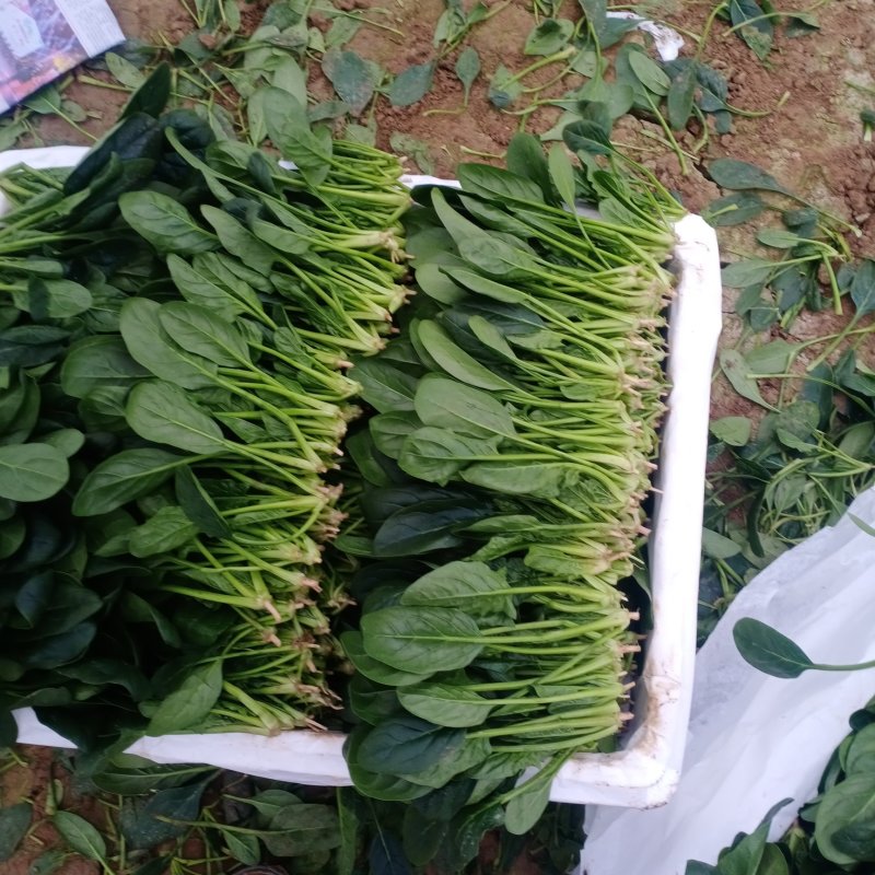 精品菠菜，十五到二十的菠菜，大量上市欢迎全国各地新老客户