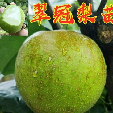 翠冠梨树苗嫁接梨树苗翠冠梨子苗梨蜜梨树苗南方北方种植