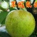 翠冠梨树苗嫁接梨树苗翠冠梨子苗梨蜜梨树苗南方北方种植