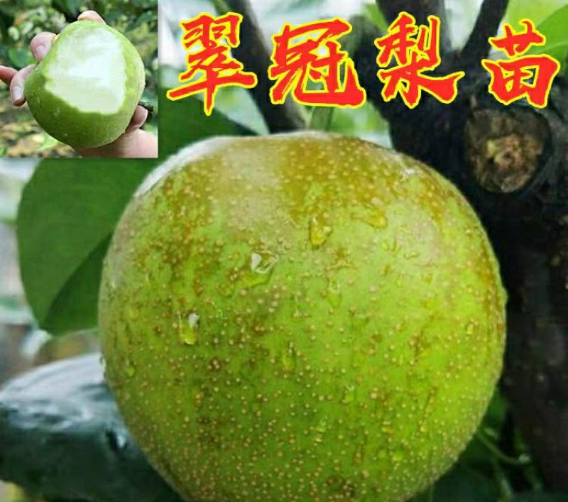 翠冠梨树苗嫁接梨树苗翠冠梨子苗梨蜜梨树苗南方北方种植