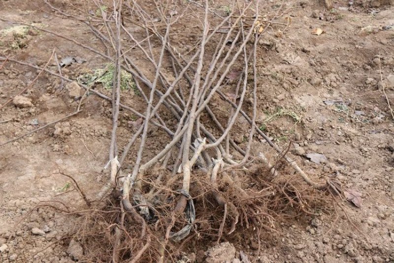 翠冠梨树苗嫁接梨树苗翠冠梨子苗梨蜜梨树苗南方北方种植