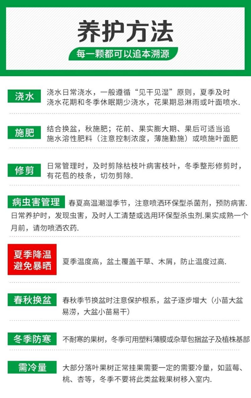 翠冠梨树苗嫁接梨树苗翠冠梨子苗梨蜜梨树苗南方北方种植