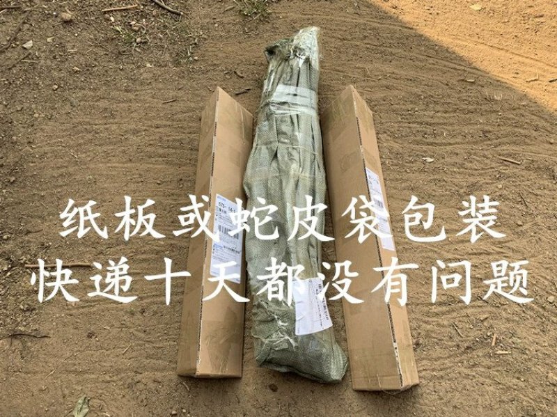 翠冠梨树苗嫁接梨树苗翠冠梨子苗梨蜜梨树苗南方北方种植