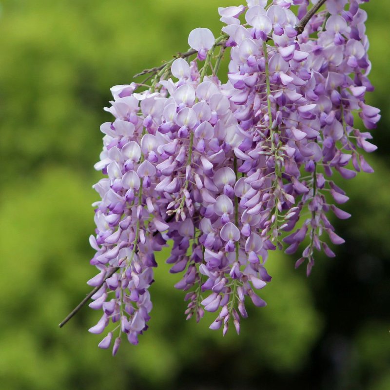 紫藤花树苗爬藤植物庭院围墙四季开花盆栽花苗绿植花卉藤蔓紫