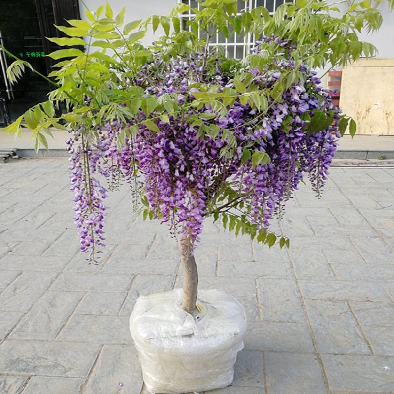 紫藤花树苗爬藤植物庭院围墙四季开花盆栽花苗绿植花卉藤蔓紫