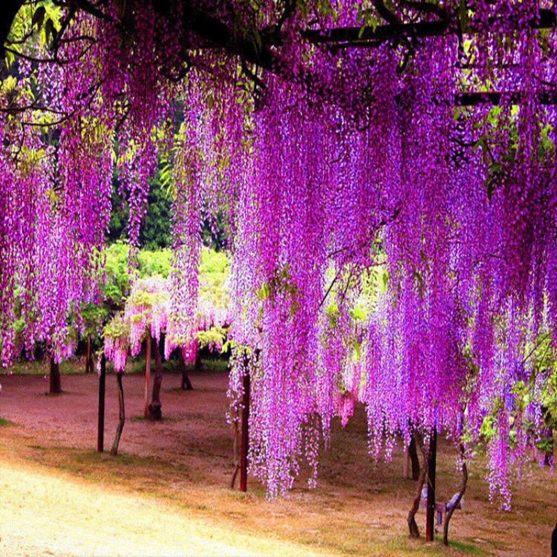 紫藤花树苗爬藤植物庭院围墙四季开花盆栽花苗绿植花卉藤蔓紫