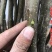 果树嫁接苗皇冠梨梨树苗梨子香梨水晶雪梨南方北方种植