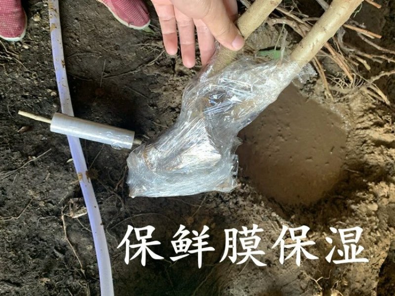 果树嫁接苗皇冠梨梨树苗梨子香梨水晶雪梨南方北方种植