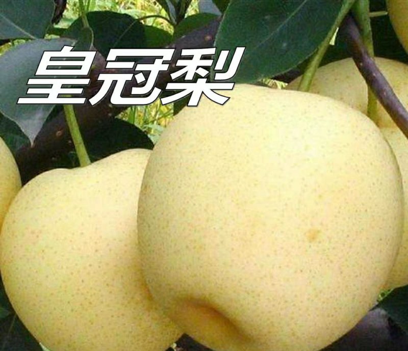 果树嫁接苗皇冠梨梨树苗梨子香梨水晶雪梨南方北方种植