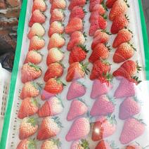 九九草莓现已大量上市，寻长期合作欢迎各地采购商洽谈，