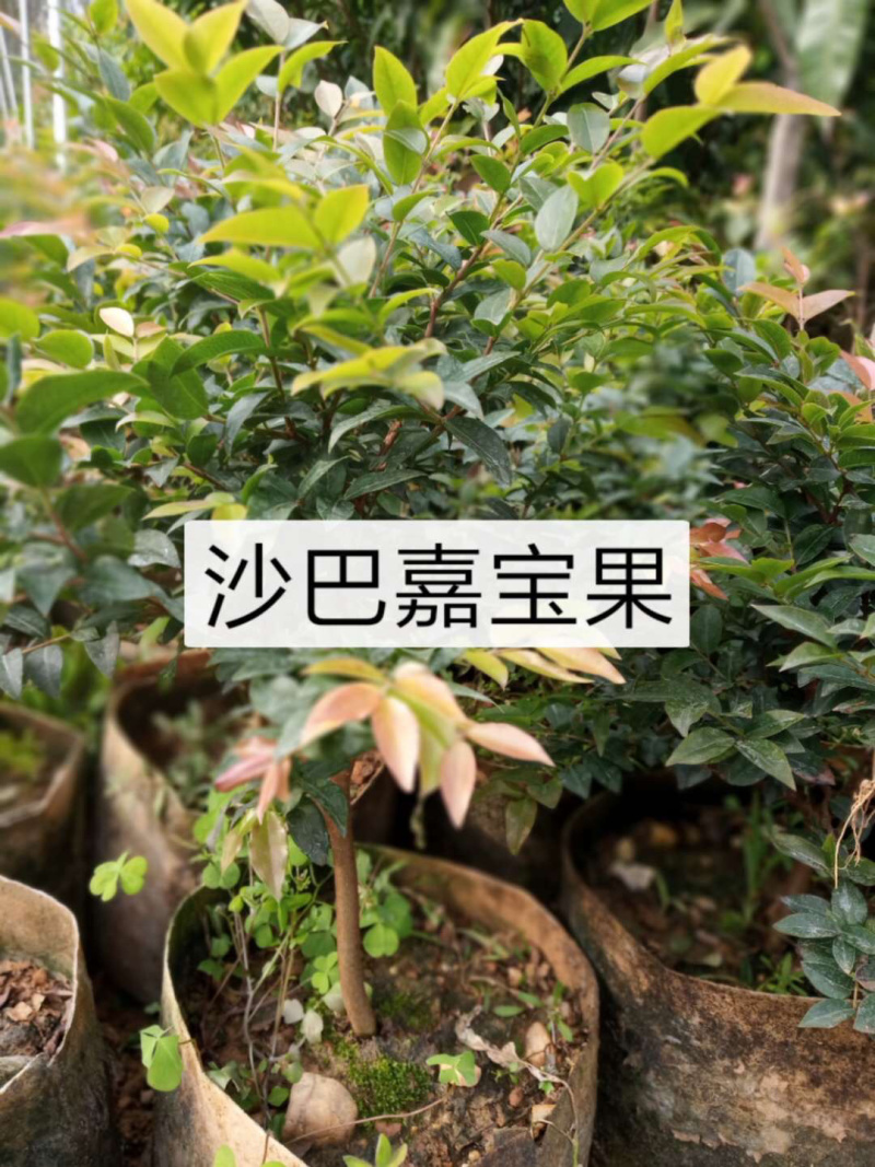 台湾嘉宝果树苗树葡萄苗嘉宝果苗名贵果树广东树葡萄树苗