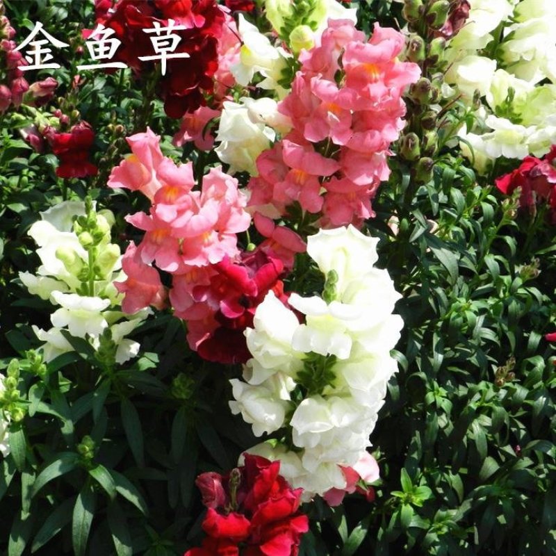 花种子金鱼草种子混色龙头花春秋播阳台盆栽易种景观花种籽子