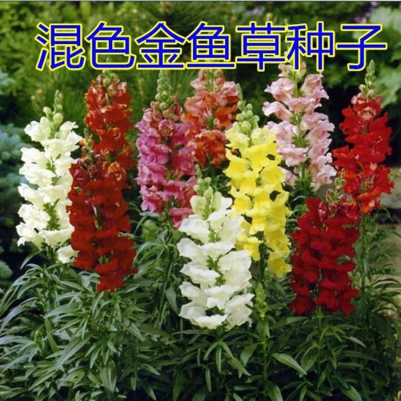 花种子金鱼草种子混色龙头花春秋播阳台盆栽易种景观花种籽子