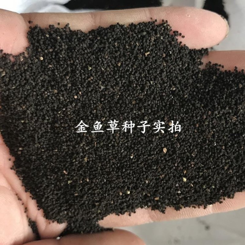 花种子金鱼草种子混色龙头花春秋播阳台盆栽易种景观花种籽子