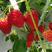四季草莓苗南北方当年结果红颜奶油草莓种苗秧盆栽阳台