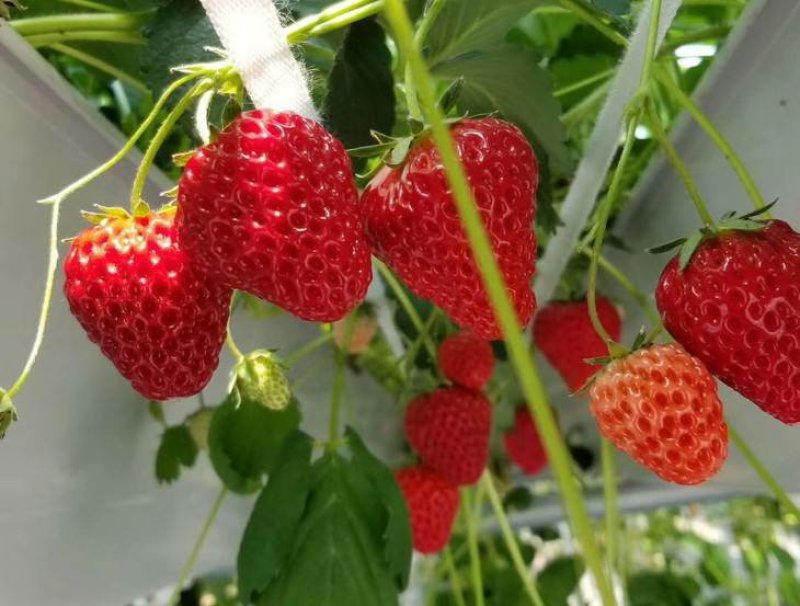 四季草莓苗南北方当年结果红颜奶油草莓种苗秧盆栽阳台