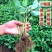 四季草莓苗南北方当年结果红颜奶油草莓种苗秧盆栽阳台