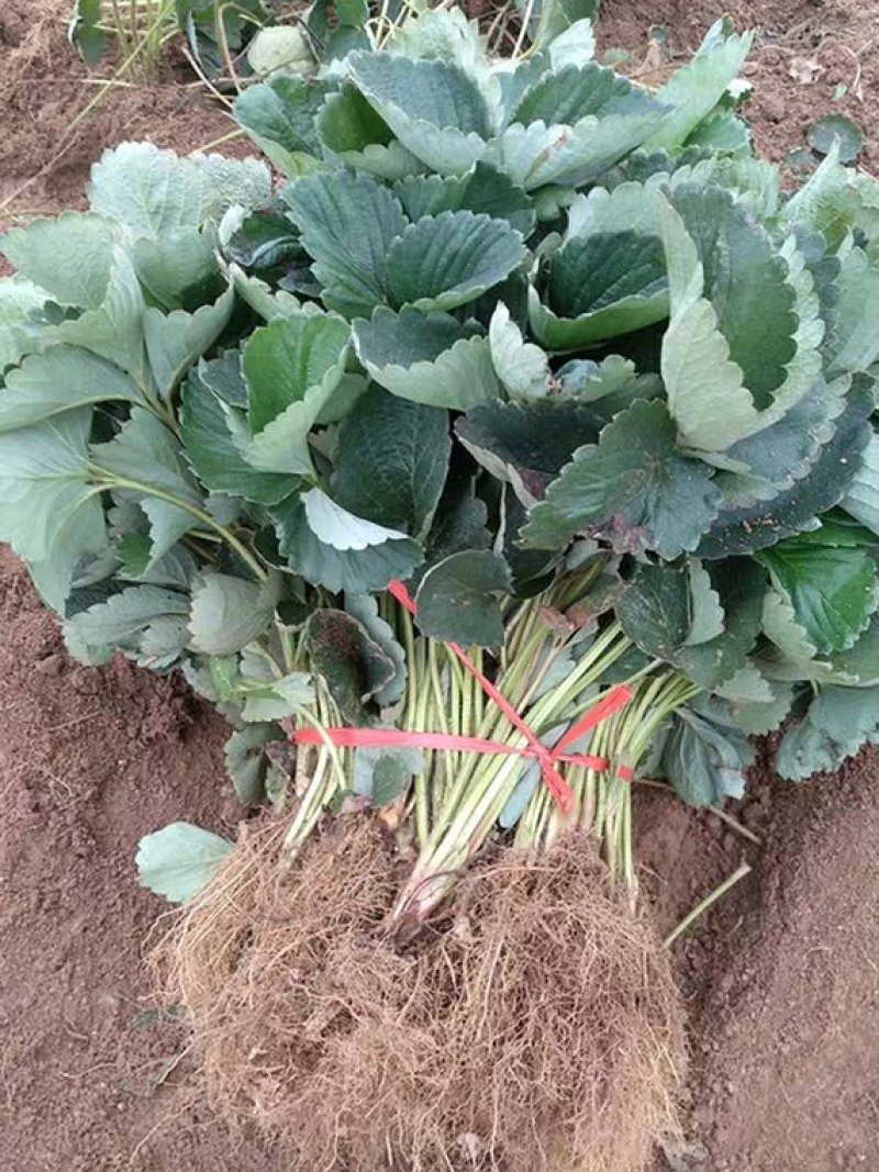 四季草莓苗南北方当年结果红颜奶油草莓种苗秧盆栽阳台