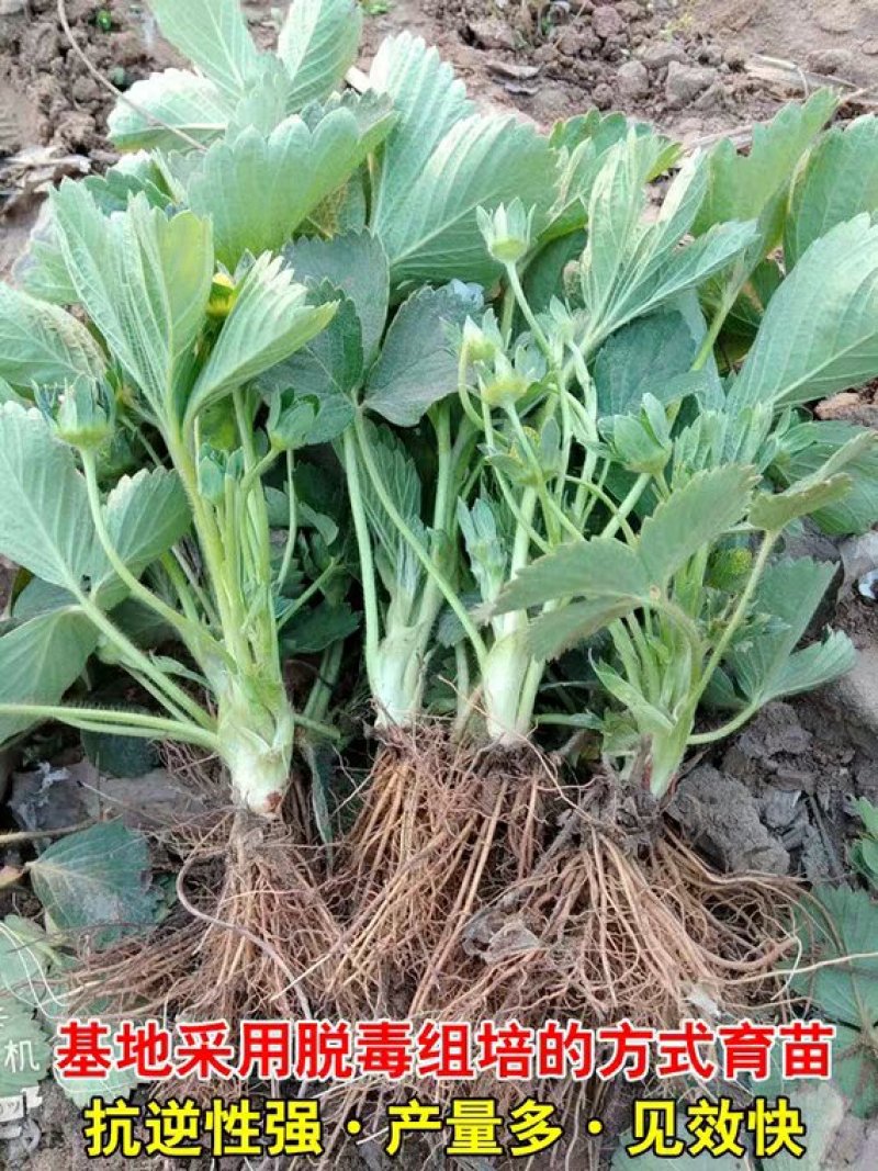四季草莓苗南北方当年结果红颜奶油草莓种苗秧盆栽阳台
