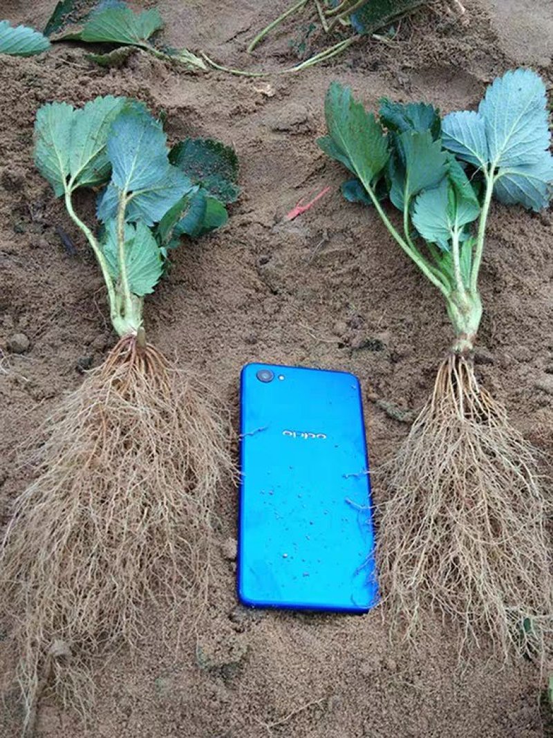 四季草莓苗南北方当年结果红颜奶油草莓种苗秧盆栽阳台