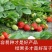 四季草莓苗南北方当年结果红颜奶油草莓种苗秧盆栽阳台