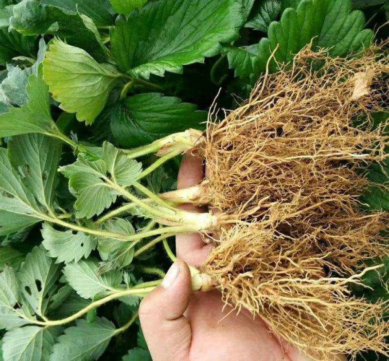 四季草莓苗南北方当年结果红颜奶油草莓种苗秧盆栽阳台