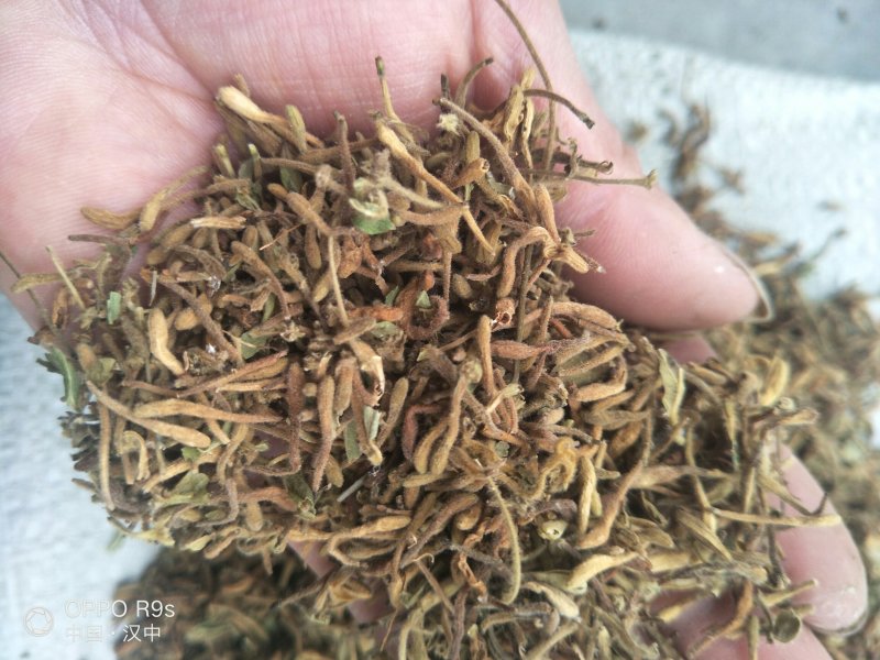 金银花药用金银花、茶用金银花，纯野生金银花