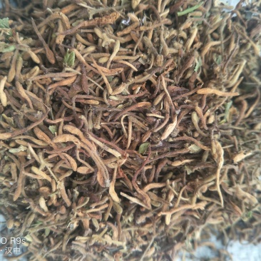 金银花药用金银花、茶用金银花，纯野生金银花