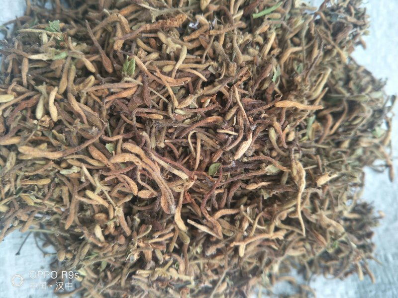 金银花药用金银花、茶用金银花，纯野生金银花
